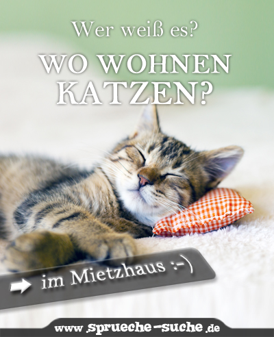 Wo wohnen Katzen - im Mietzhaus