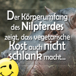 Der Körperumfang des Nilpferdes zeigt, dass vegetarische Kost auch nicht schlank macht...