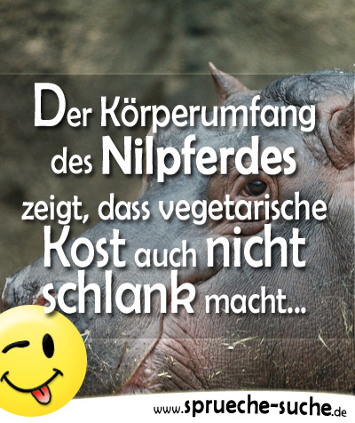 Der Körperumfang des Nilpferdes zeigt, dass vegetarische Kost auch nicht schlank macht...