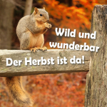 Wild und wunderbar, der Herbst ist da!