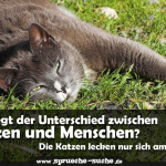 Wo liegt der Unterschied zwischen Katzen und Menschen? Die Katzen lecken nur sich am Arsch...