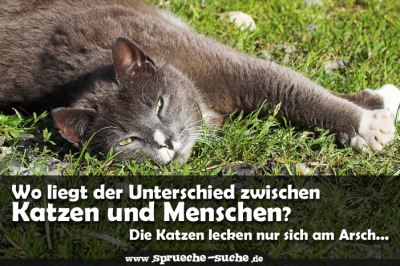 Die Wohnung Meiner Katze Ist Total Schon Ich Darf Alles