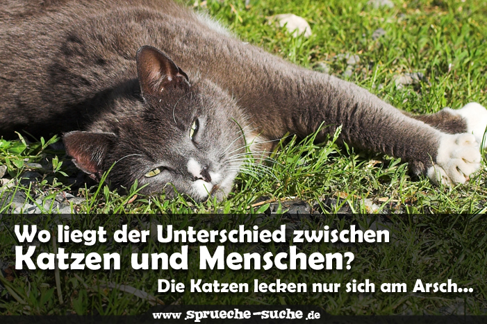 35+ Lustige katzenbilder mit spruch , SprücheüberKatzenWoliegtderUnterschiedzwischenKatzenundMenschenDieKatzenleckennur