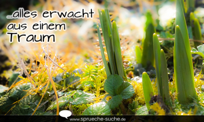Frühling ...alles erwacht aus einem Traum