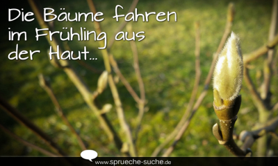 Die Bäume fahren im Frühling aus der Haut.