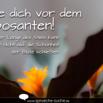 Hüte dich vor dem Imposanten! Aus der Länge des Stiels kann man nicht auf die Schönheit der Blüte schließen.