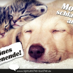 Spruch zum Wochenende mit zwei Katzen und einem Hund