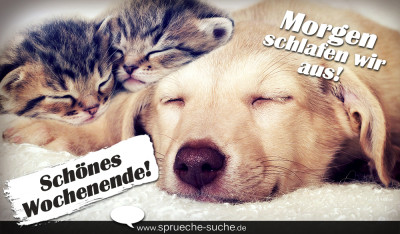 Spruch zum Wochenende mit zwei niedlichen Katzen und einem Hund