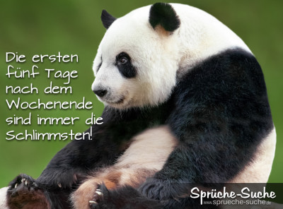 Spruchbild zum Wochenanfang mit Pandabär