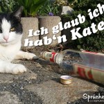 Spruchbild: katzenkater liegt müde vor leerer Flasche