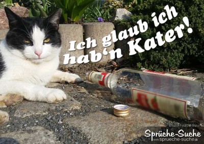 Spruchbild: katzenkater liegt müde vor leerer Flasche