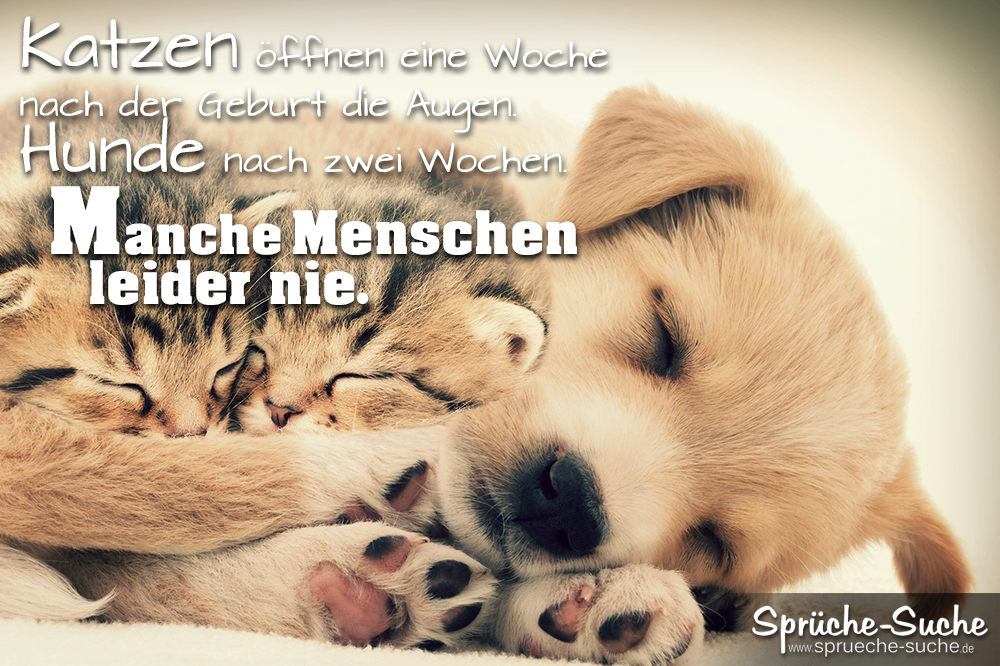 Sprüche Zum Nachdenken Katzen Hunde Menschen Sprüche Suche