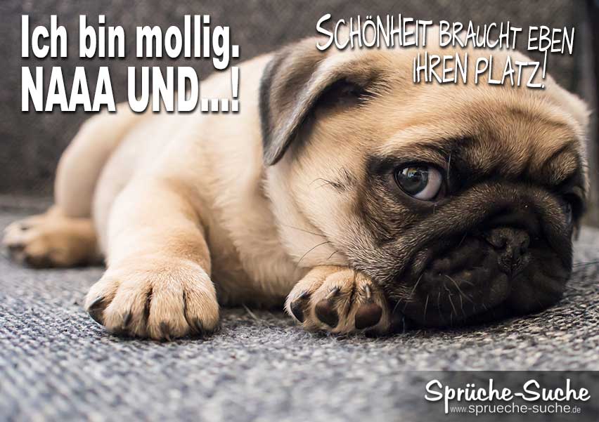 Lustige Spruche 31 Dinge Die Sich Hunde Denken Die Hundezeitung