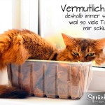 Lustiger Spruch mit müder Katze im Plastebehältnis