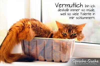 Lustiger Spruch mit müder Katze im Plastebehältnis