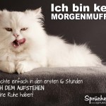 Weiße Perserkatze leckt sich das Maul