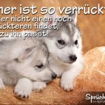 2 Süße Hundewelpen