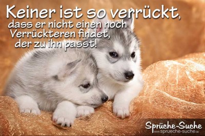 2 Süße Hundewelpen