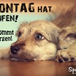 Verängstigter Hund auf Boden liegend als Spruchbild