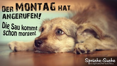 Verängstigter Hund auf Boden liegend als Spruchbild