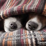 2 Hunde liegen unter der Decke, nur die Nasen schauen noch raus