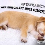 Lustiger Spruch übers Ausschlafen mit schlafenden Hundewelpen