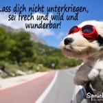 Aufmunternder Spruch - Hund mit roter Sonnenbrille