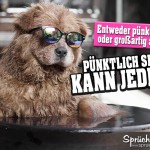 Cooler Hund mit Sonnenbrille nimmt ein Bad Spruchbild