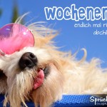 Cooles Spruchbild mit schlafenden Hund mit rosa Brille zum Wochenende