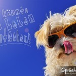 Lebensfrohes Spruchbild - Hund mit Sonnenbrille und Zunge in der Nase