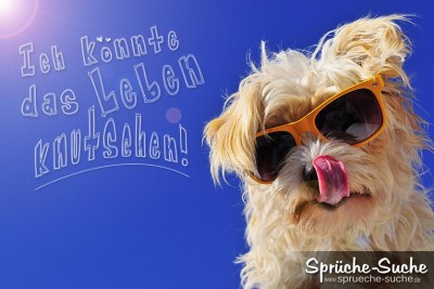 Lebensfrohes Spruchbild - Hund mit Sonnenbrille und Zunge in der Nase
