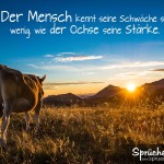 Ochse auf Weide mit Spruchbild als Lebensweisheit