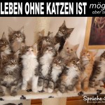 Viele kleine Katzen als lustiges Spruchbild