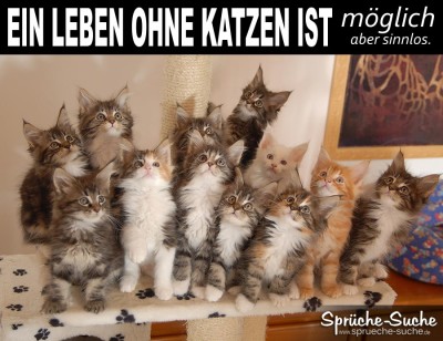 Viele kleine Katzen als lustiges Spruchbild