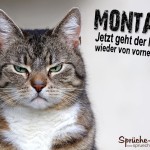 Schöner Spruch mit Katze über den gehassten Montag