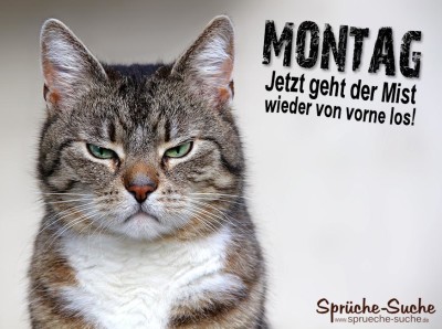 Schöner Spruch mit Katze über den gehassten Montag