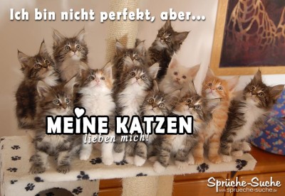 Schöner Spruch für Katzenliebhaber