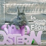 Kostenlose Sprüche zum Versenden zu Ostern