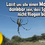 Lustiger Spruch über Spinnen