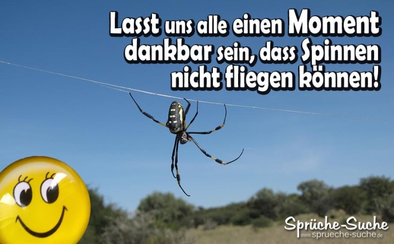 Lustige Sprüche über Spinnen Können Spinnen fliegen?