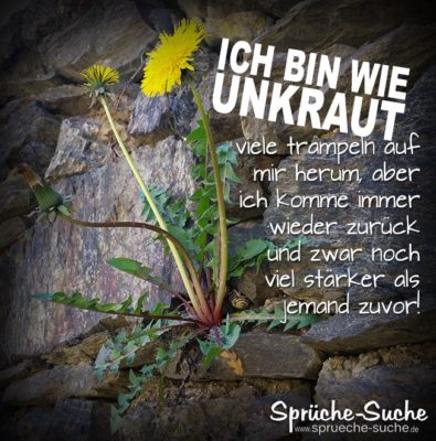 Motivation Sprüche - Unkraut Löwenzahn