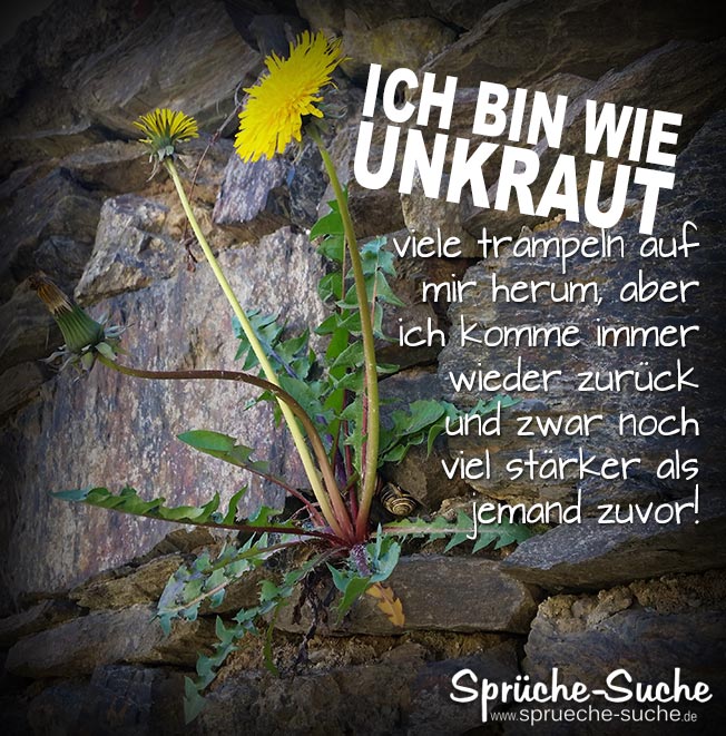 Unkraut Lowenzahn Motivation Spruche Spruche Suche