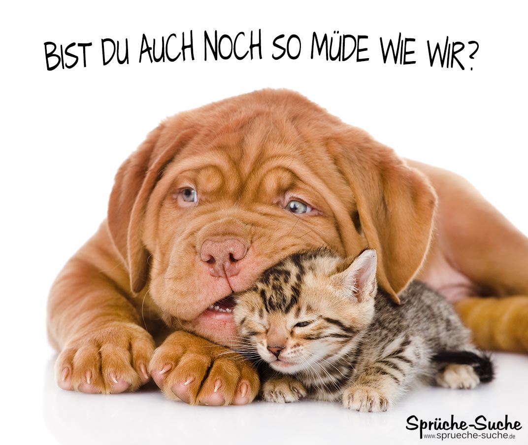 Sprüche hund und katze