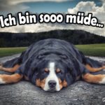 Ich bin müde Sprüche mit Hund