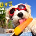 Sommer Sprüche - Hund mit roter Sonnenbrille schleckt bei blauen Himmel genüßlich ein Wassereis