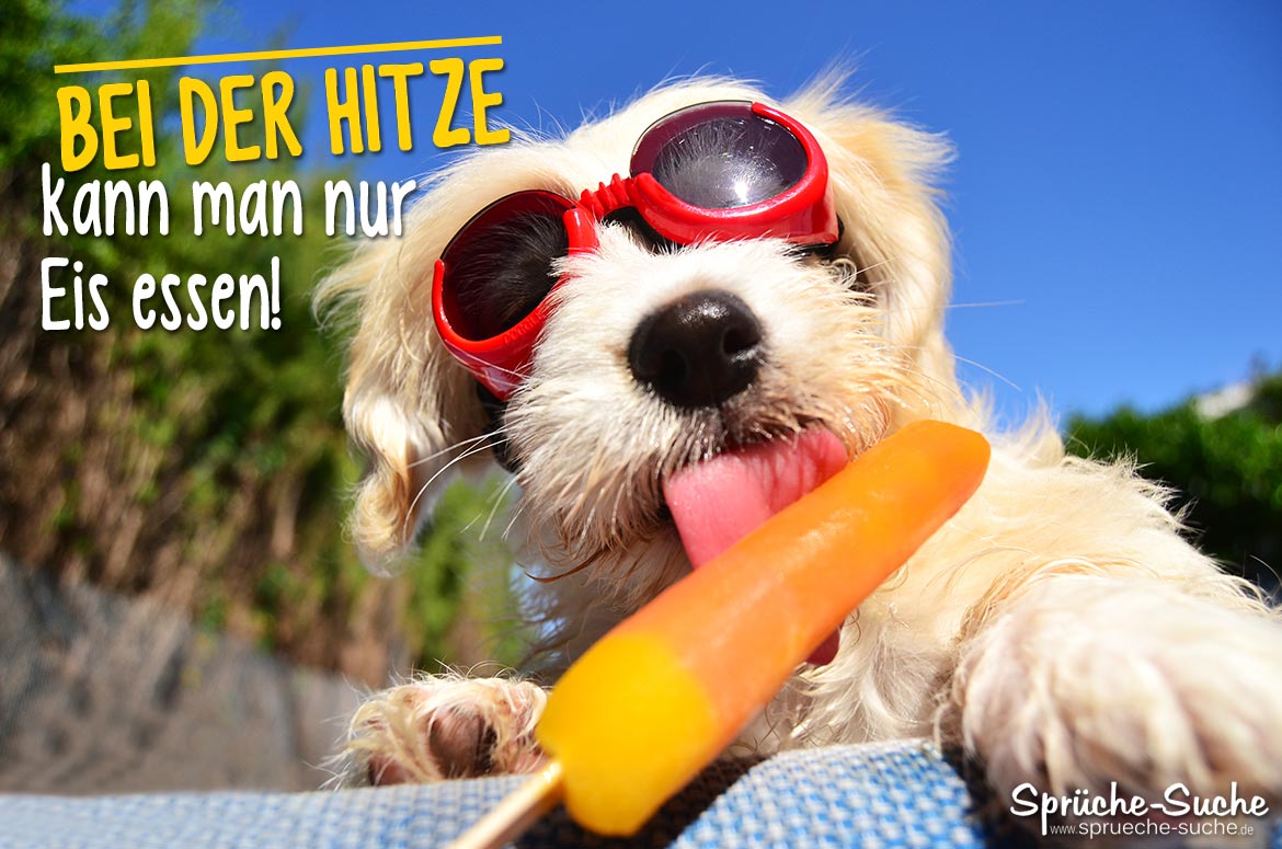 Sommer Sprüche Hund mit Eis SprücheSuche