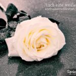 Spruch zum Nachdenken - weiße Rose