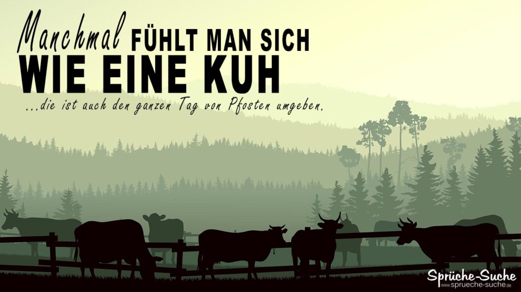 Wie eine KUH Lustige Sprüche über doofe Menschen