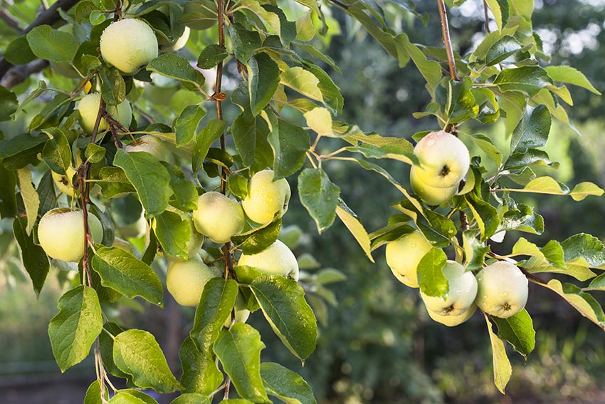 Apfelbaum mit grünen Äpfeln in Deutschland