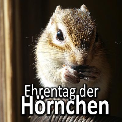 Der 21. Januar ist der Ehrentag der Hörnchen.